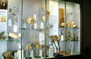 Hunterian Museum showcase graphics
